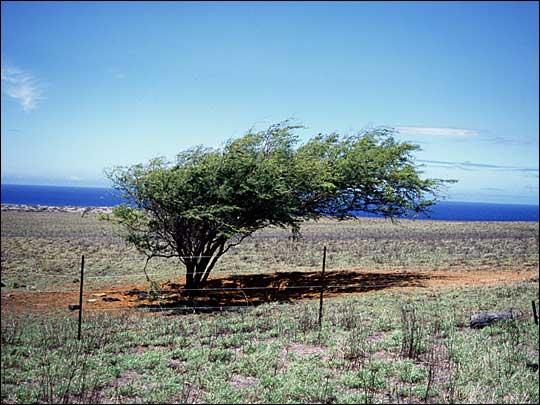 Tree altered by wind